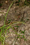 Squarrose sedge